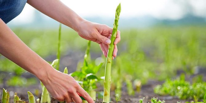 csoservizi-csoitaly-asparagi-raccolta-001