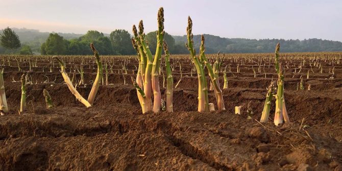 csoservizi-csoitaly-asparagi-raccolta-015