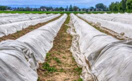Andamento della raccolta e del mercato dell'asparago in Italia / campagna 2025
