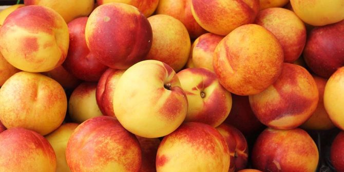 csoservizi-csoitaly-consuntivi-pesche-001