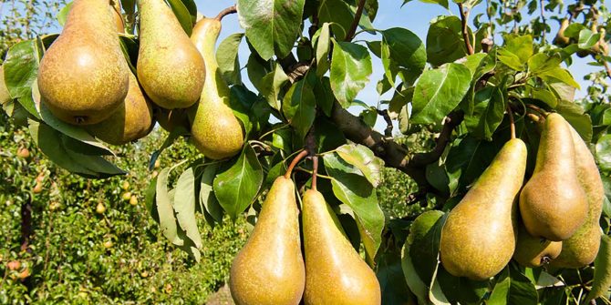 csoservizi-csoitaly-pere-016