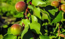 Produzioni di pesche, percoche e nettarine: le prime indicazioni di Europêch 2025