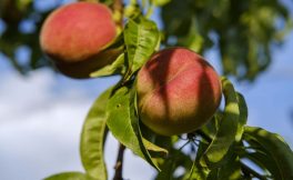 Pesche, Percoche e Nettarine - prime indicazioni sulla produzione europea 2025