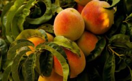 Andamento della raccolta pesche e nettarine in Italia - Campagna 2025