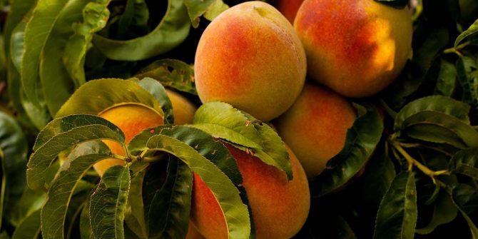 csoservizi-csoitaly-pesche-nettarine-023