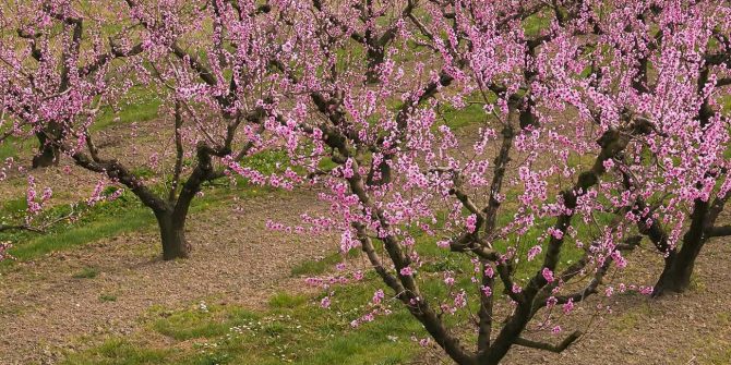 csoservizi-csoitaly-superfici-pesche-nettarine-001
