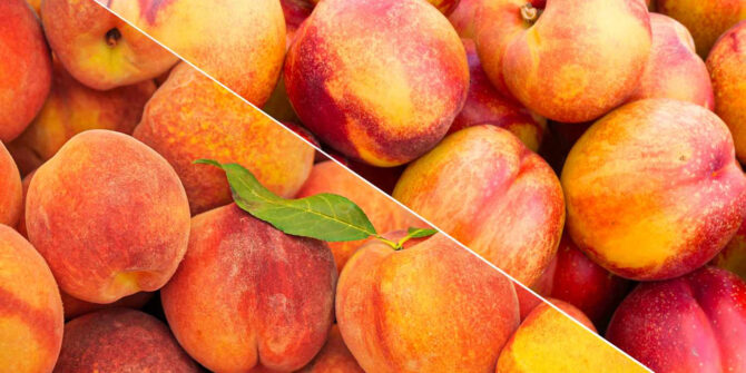 csoservizi-csoitaly-consumi-pesche-nettarine-2024